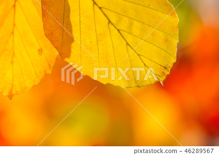 Autumn leaves background Autumn leaves background 46289567