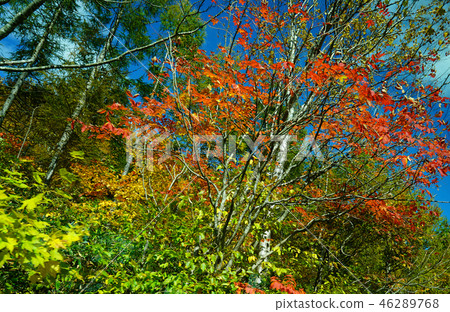 Nishi Agatsuma Sky Valley Autumn leaves Nishi Agatsuma Sky Valley Autumn leaves 46289768