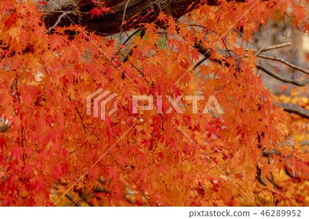 Autumn maple foliage momiji at Kawaguchiko Japan Autumn maple foliage momiji at Kawaguchiko Japan 46289952