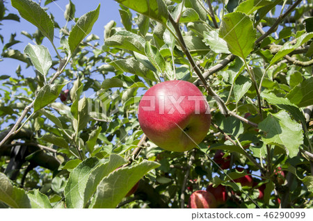 Apple red ball harvest Apple red ball harvest 46290099