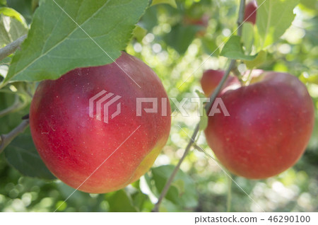 Apple red ball harvest Apple red ball harvest 46290100