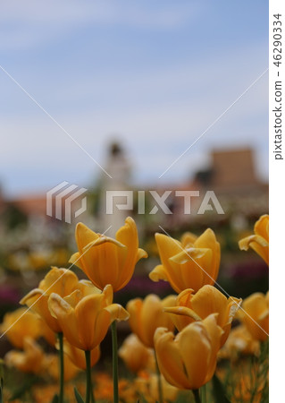 Tulip Tulip 46290334