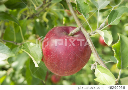 Apple red ball harvest 46290936
