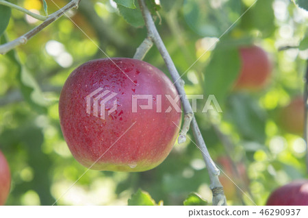 Apple red ball harvest Apple red ball harvest 46290937
