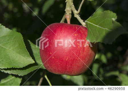 Apple red ball harvest Apple red ball harvest 46290938