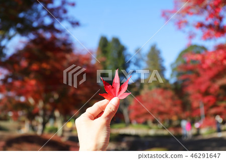 楓手用手舉行 楓手用手舉行 46291647