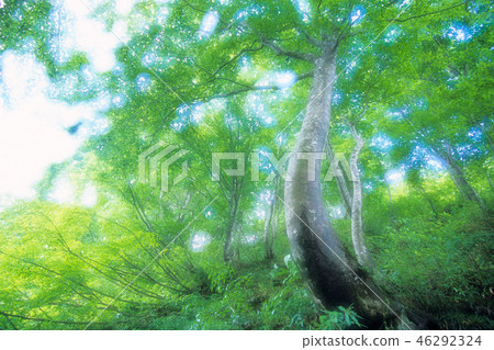 Beech standing on the slope 46292324