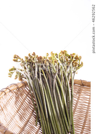 Warabi Sansai日本素材圖片素材 46292562