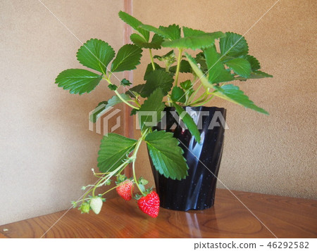 草莓草莓（新品種/種子繁育型） 46292582