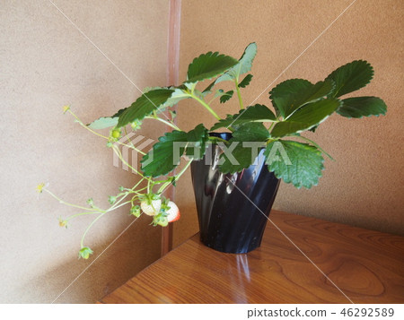 Strawberry Strawberry (new breed cultivar / seed breeding type cultivar) Strawberry Strawberry (new breed cultivar / seed breeding type cultivar) 46292589