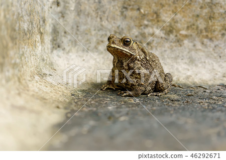 Toad Toad 46292671