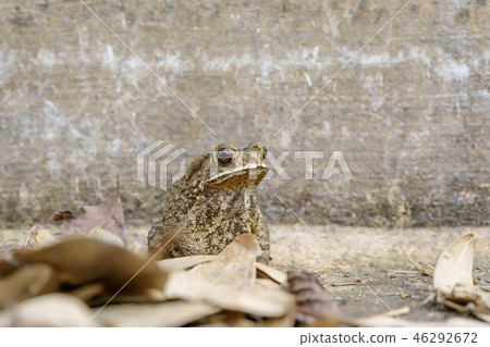 Toad Toad 46292672