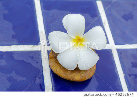 Plumeria flowers on a tile floor Plumeria flowers on a tile floor 46292674
