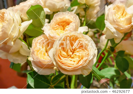 Rose Rose 46292677