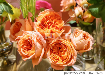 Rose 46292678