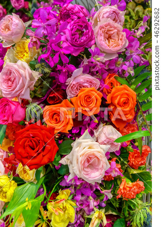 Rose Rose 46292682