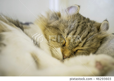 美國貓放鬆和小睡 46293603