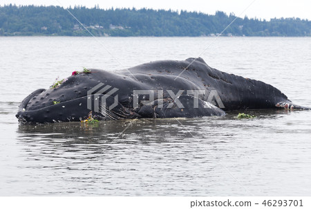 Juvenile Humpback whale washes ashore and died 46293701