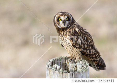 Short eared Owl Short eared Owl 46293711