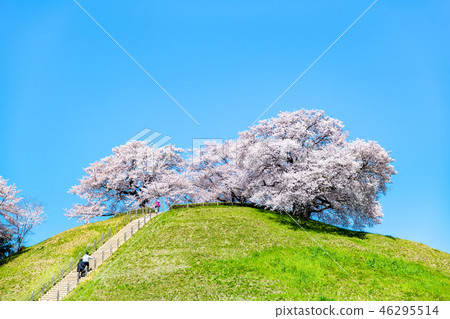埼玉縣古墓墳墓Mar墓墳墓和櫻花 46295514