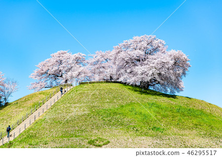 埼玉縣古墓墳墓Mar墓墳墓和櫻花 46295517