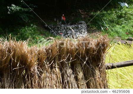 用米飯和Jizo隱藏米飯 46295606