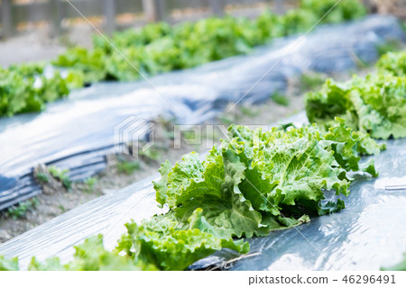 生菜蔬菜農業生產很多 46296491