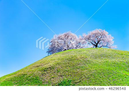 Saitama Prefecture Tombs of Ancient Tombs Maru Tombs Tombs and Cherry Blossoms Saitama Prefecture Tombs of Ancient Tombs Maru Tombs Tombs and Cherry Blossoms 46296548