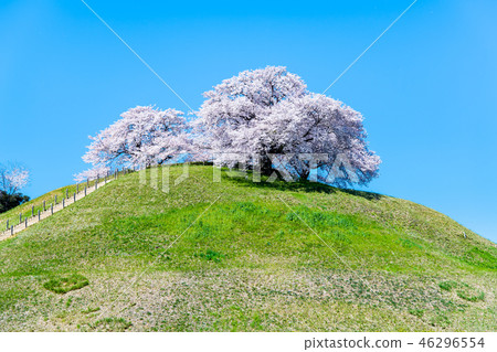 埼玉縣古墓墳墓Mar墓墳墓和櫻花 埼玉縣古墓墳墓Mar墓墳墓和櫻花 46296554