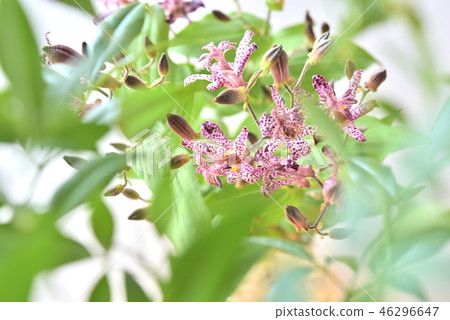 Flower Hototogisu Flower Hototogisu 46296647