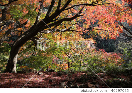 Autumn leaves of the Aiki tunnel group 46297025