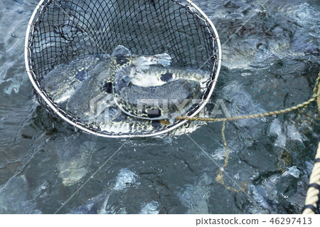 Puffer fish farm 46297413