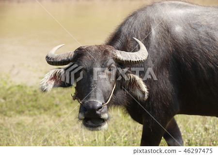 Buffalo full. 46297475