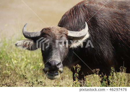 Buffalo full. Buffalo full. 46297476