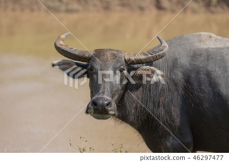 Buffalo full. 46297477