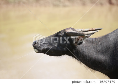 Buffalo full. 46297479