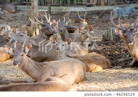 masses Sambar deer (Rusa unicolor) 46298529