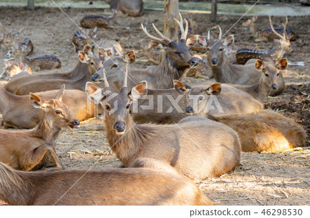 masses Sambar deer (Rusa unicolor) 46298530