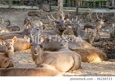 masses Sambar deer (Rusa unicolor) 46298533
