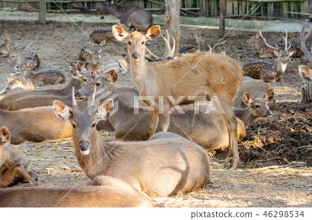 masses Sambar deer (Rusa unicolor) 46298534