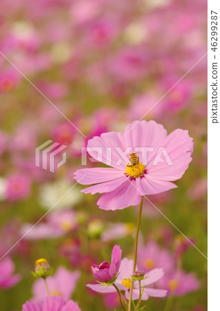 波斯菊花和蜜蜂 波斯菊花和蜜蜂 46299287