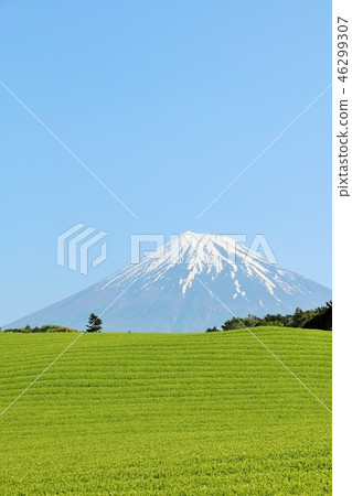初夏富士山和新鮮的綠茶田 初夏富士山和新鮮的綠茶田 46299307
