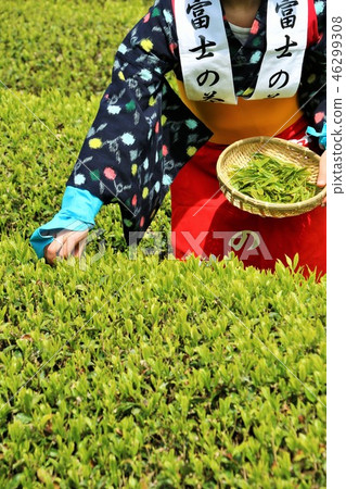 Early summer tea plantation and tea picking 46299308