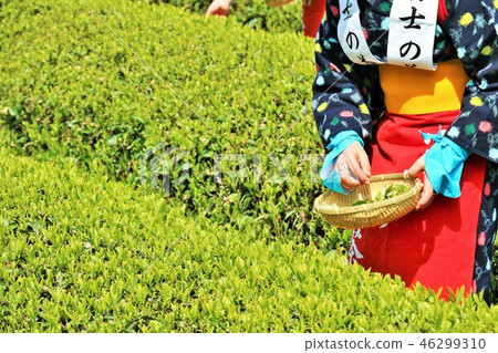 Early summer tea plantation and tea picking Early summer tea plantation and tea picking 46299310