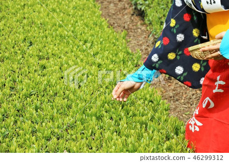 初夏茶園和茶葉採摘 初夏茶園和茶葉採摘 46299312