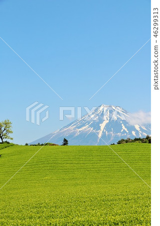 Early summer Mt. Fuji and fresh green tea fields Early summer Mt. Fuji and fresh green tea fields 46299313