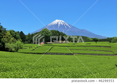初夏的茶園和富士山 初夏的茶園和富士山 46299353