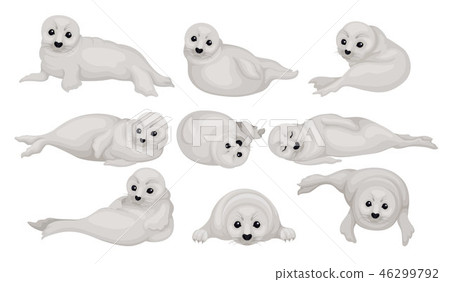 Flat vector set of funny gray seal pups in... - Stock Illustration  [46299792] - PIXTA