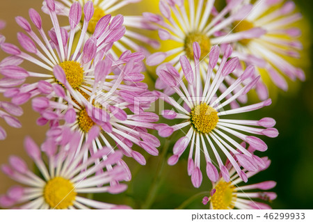 Classical chrysanthem Classical chrysanthem 46299933