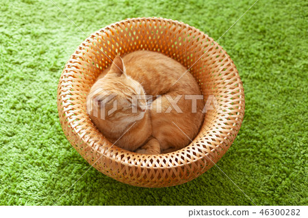 Rounded cat sleeping in the basket 46300282